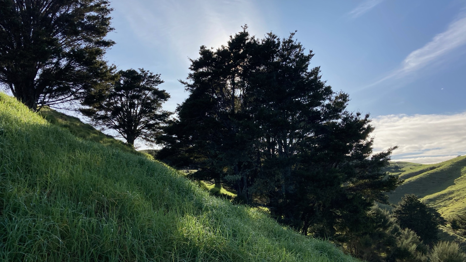 Silhouetted trees on hillside with sun breaking through