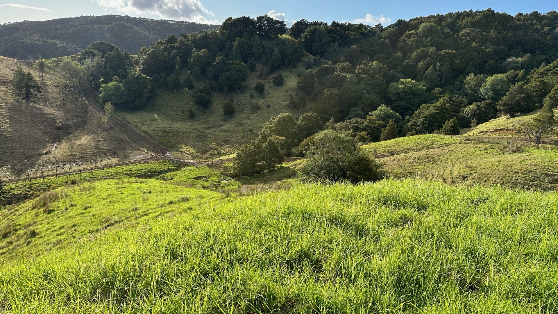 Northland pasture with forested hill in the background