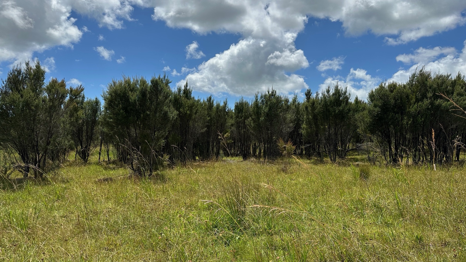 Young pine trees establishing in Northland pasture