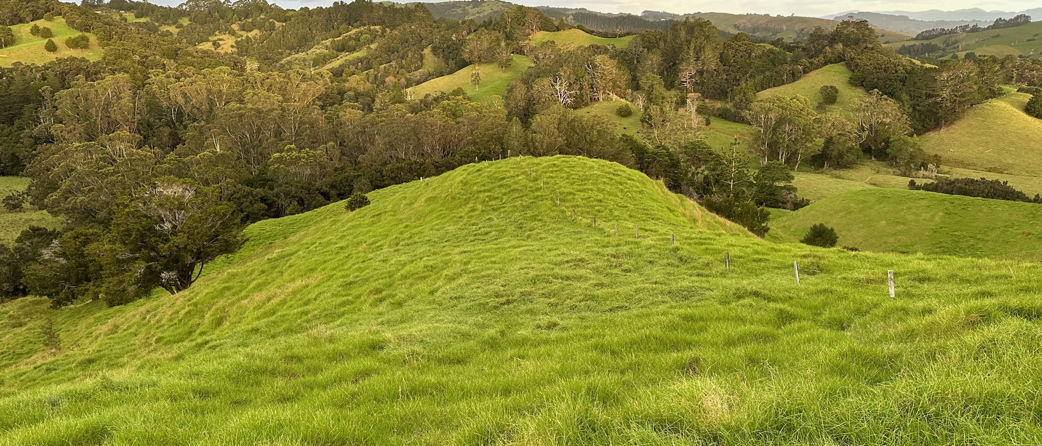 Rolling Northland hills bathed in golden evening light
