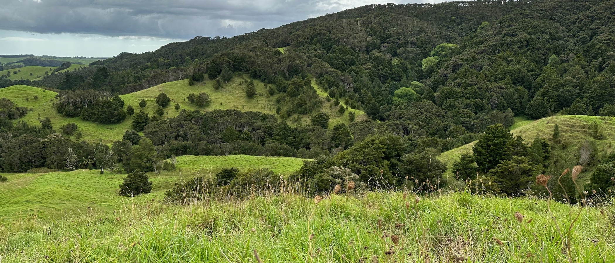 Northland hills with pasture transitioning to native bush under dramatic clouds