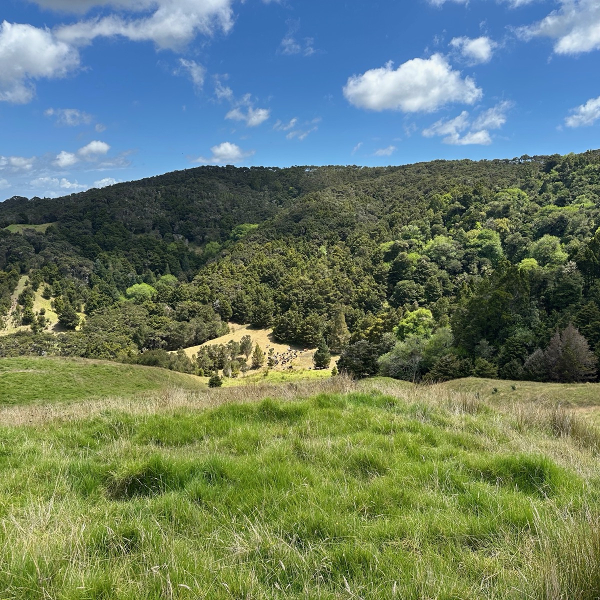 Native New Zealand bush covering rolling hillside