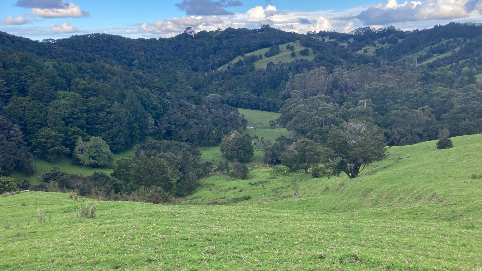 Northland pasture meeting native forest on rolling hills