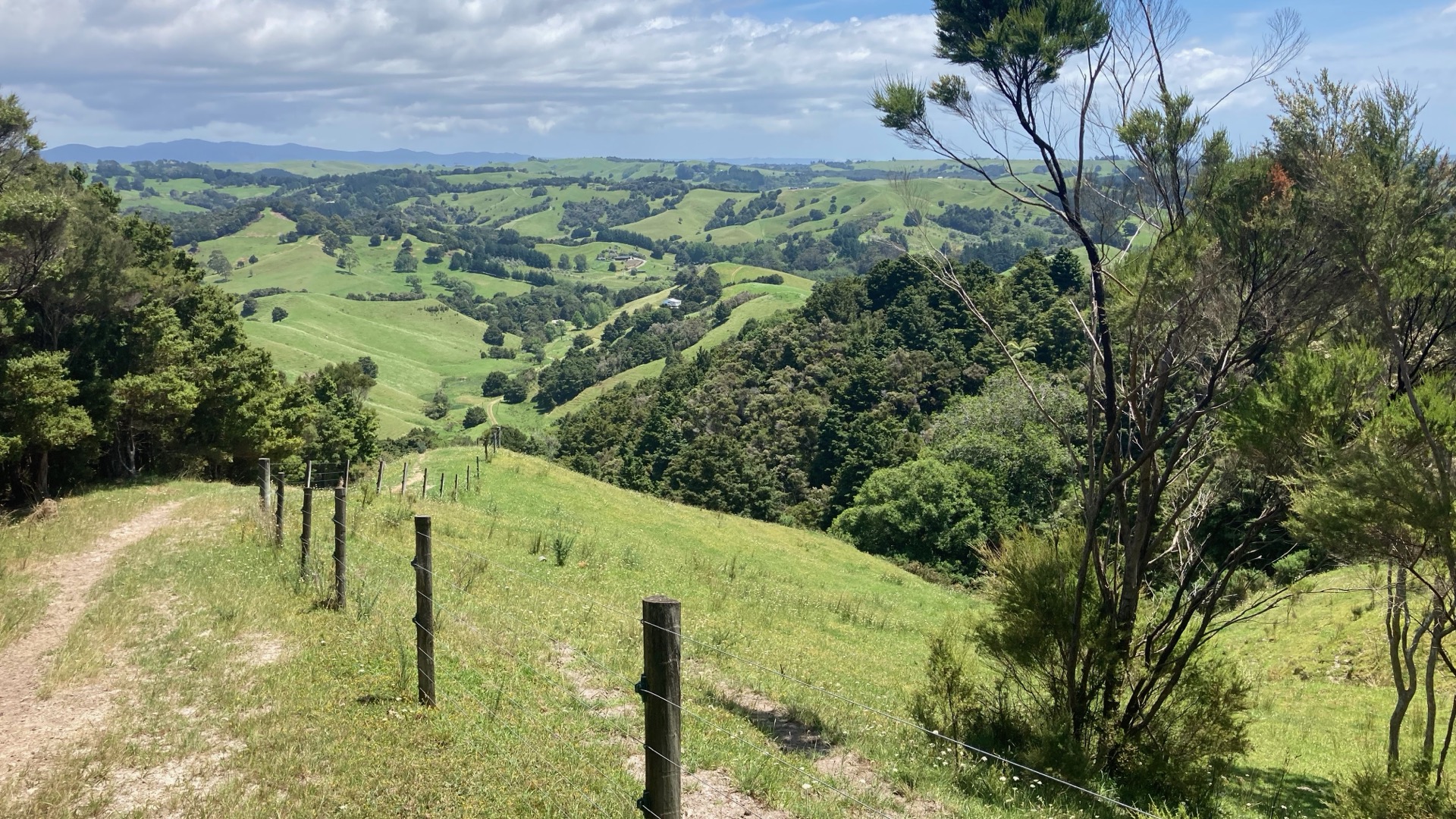 Farm track with fence leading through Northland hills